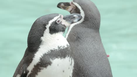 closeup slow motion shot of penguin at the zoo