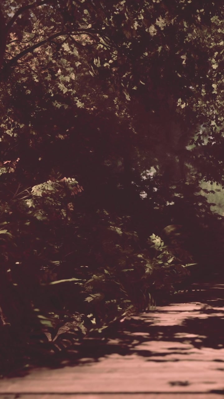 Nature path through dense greenery in a forest during daylight hours