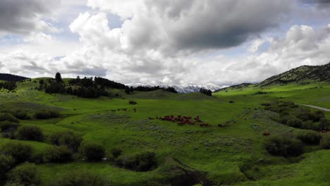 Drohne,-Die-über-Eine-Rinderherde-Fliegt,-Mit-Einem-Herrlichen-Blick-Auf-Schneebedeckte-Berge-In-Der-Ferne