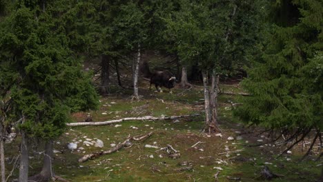 Isolierter-Moschusochse,-Der-Durch-Eine-Waldlandschaft-Geht,-Wildes-Säugetier-Des-Nordens