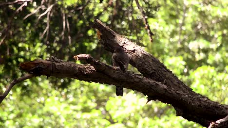 Bicolored-hawk-eating,-after-a-day-of-effective-hunting