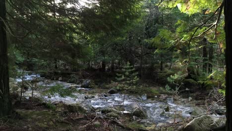 Wild-river-in-mountain-forest