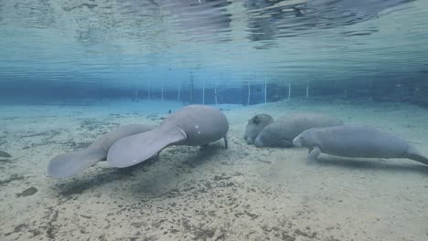 manatees rest and drift gently along the sandy bottom of a florida spring, captured in tranquil crystal-clear water