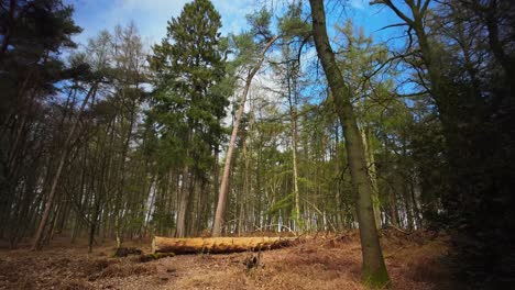 dead cut tree in green birch tree forest with brown leaves wide angle pov forward