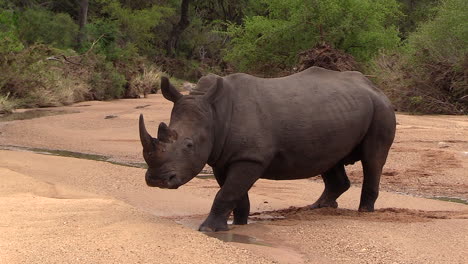 a white rhino bull cautiouslt makes his way across soft sand as he sinks with every step