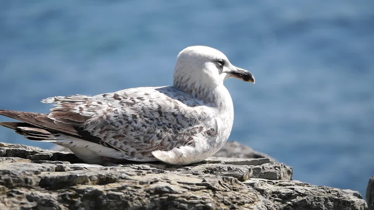 A seagull resting on a rock by the sea