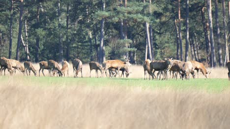 herd of deer grazing on grassy field under the sun in veluwe, netherlands