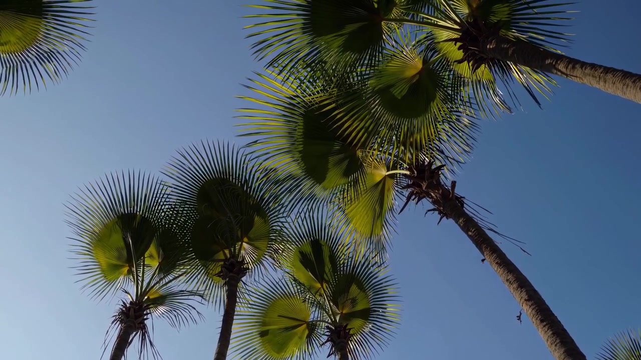Palmeras verdes meciéndose suavemente contra un cielo azul claro