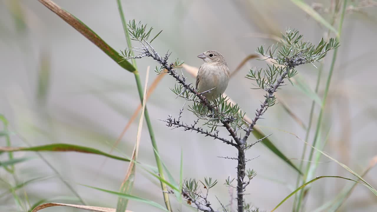 Black-headed bunting, Emberiza melanocephala Perching on bush