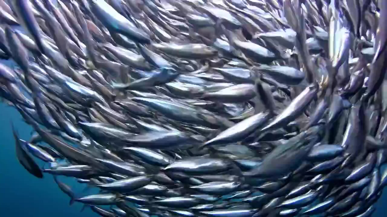 深い海を泳ぐ銀色の魚の大群