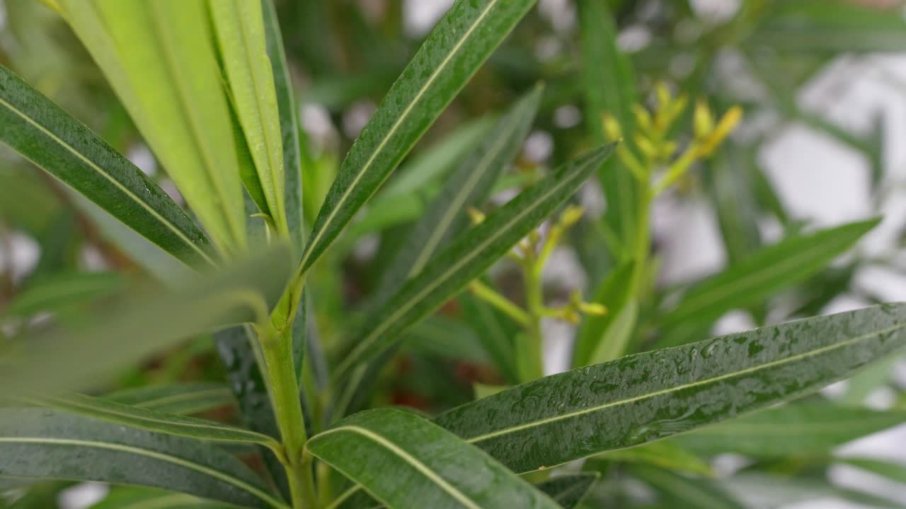 Wet outdoor plant standing on terras during rainy day. deep green color of leaves with raindrops