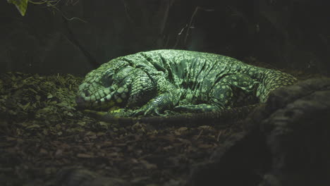 monitor lizard asleep in his terrarium