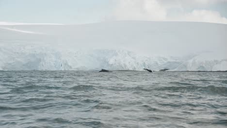 Two-whales-surface-together-in-front-of-glacier