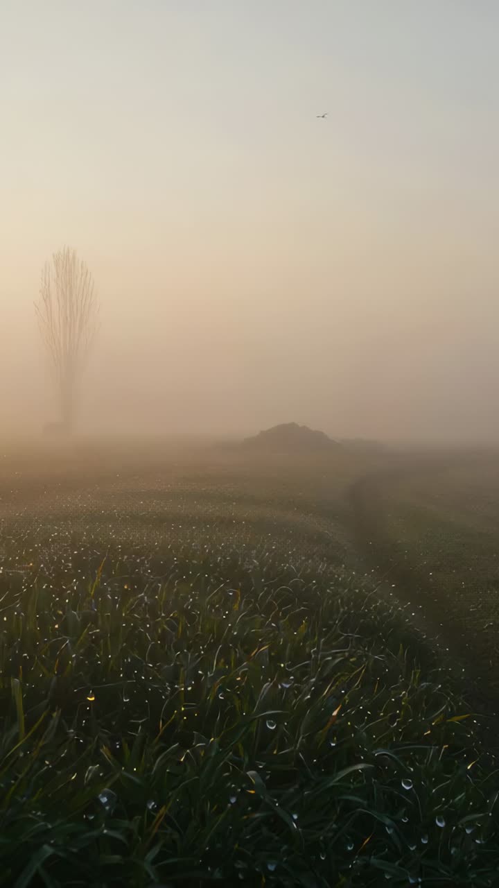 Vertical video: Camera capturing dewy grass and poplar glowing at dawn while sunrise lifting fog