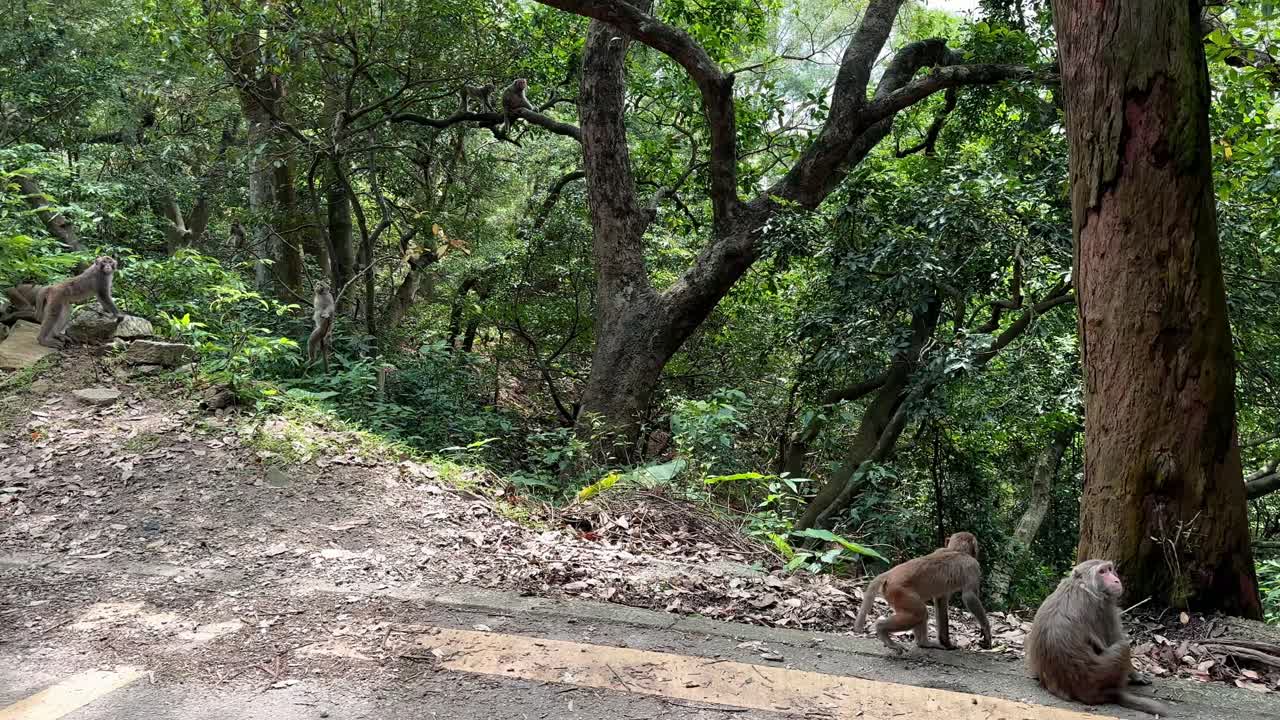 Whole big family of Rhesus Macaques hanging and playing in asian tropical forest