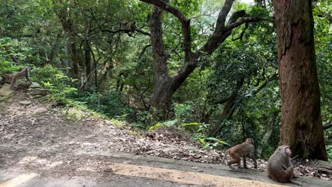 Toda-Una-Gran-Familia-De-Macacos-Rhesus-Colgando-Y-Jugando-En-El-Bosque-Tropical-Asiático