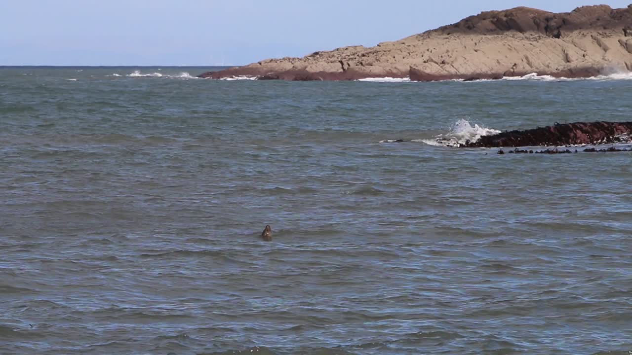 회색 바다표범 halichoerus grypus