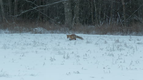 red fox in winter landscape