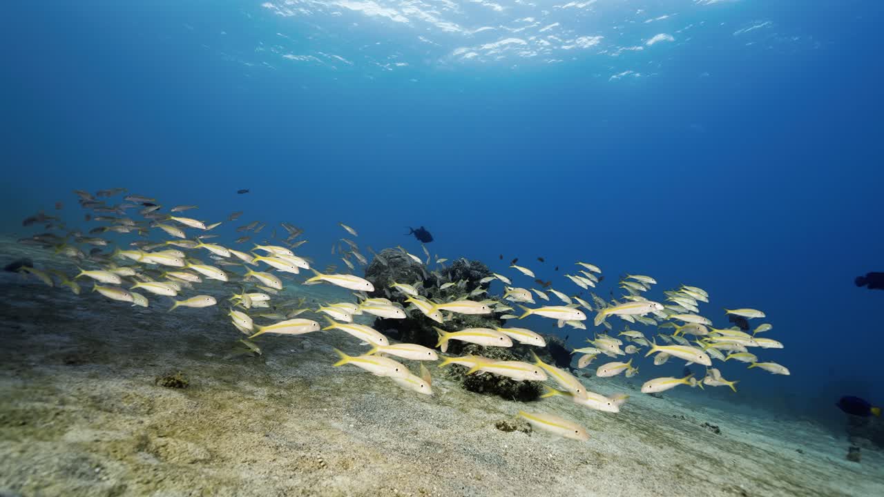 Yellow school of fish swimming on a beautiful blue background and sand.