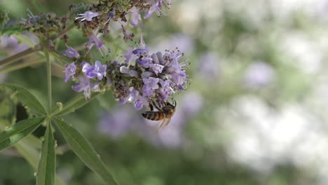 Close-up-of-bee-on-Abraham's-balm,-Monk's-Pepper,-Vitex-agnus-castus