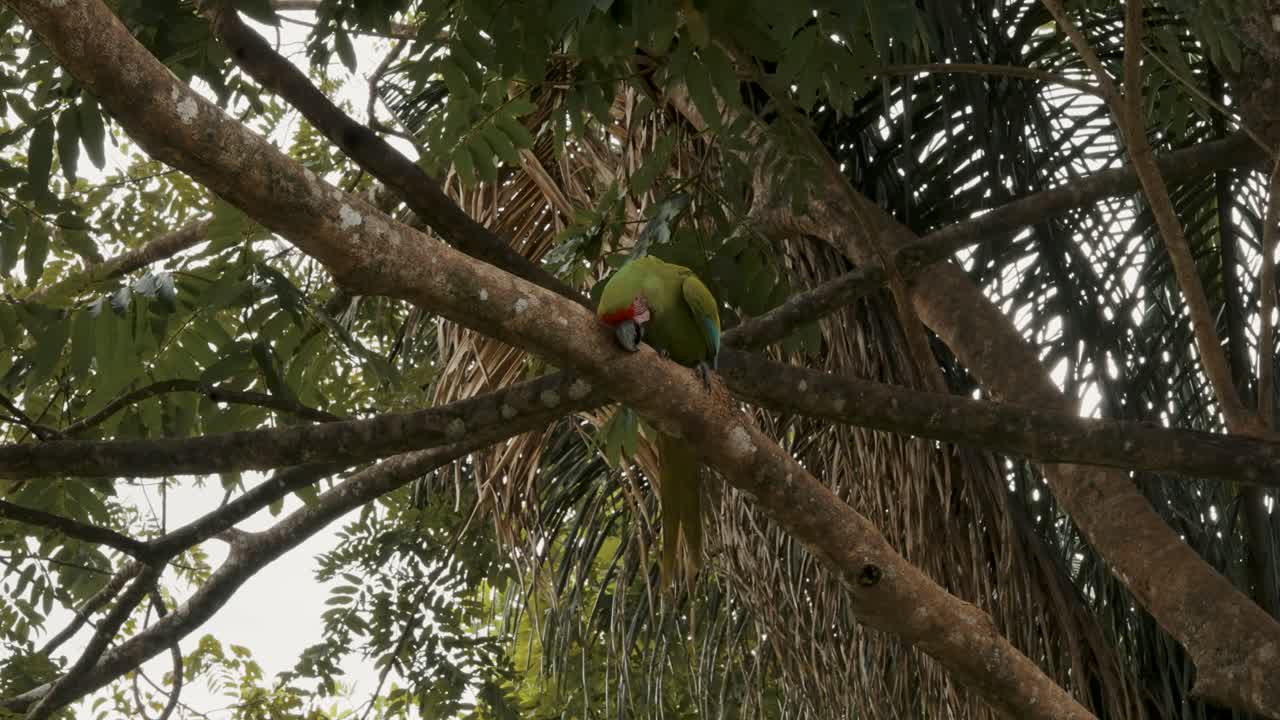 gran pájaro guacamayo verde frotando su pico contra la rama de un árbol en un santuario en punta uva, costa rica - tiro de ángulo bajo
