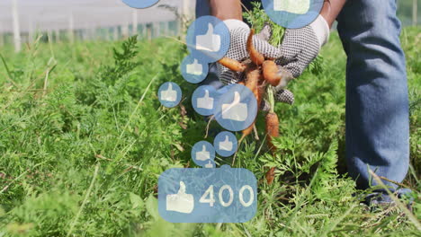 harvesting carrots in garden, social media likes animation over scene