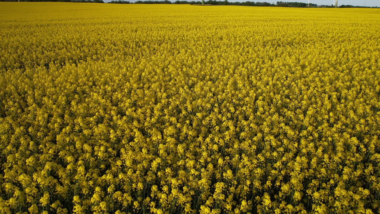 низкий перелёт над желтым рапсовым полем