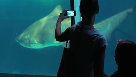 family filming a shark