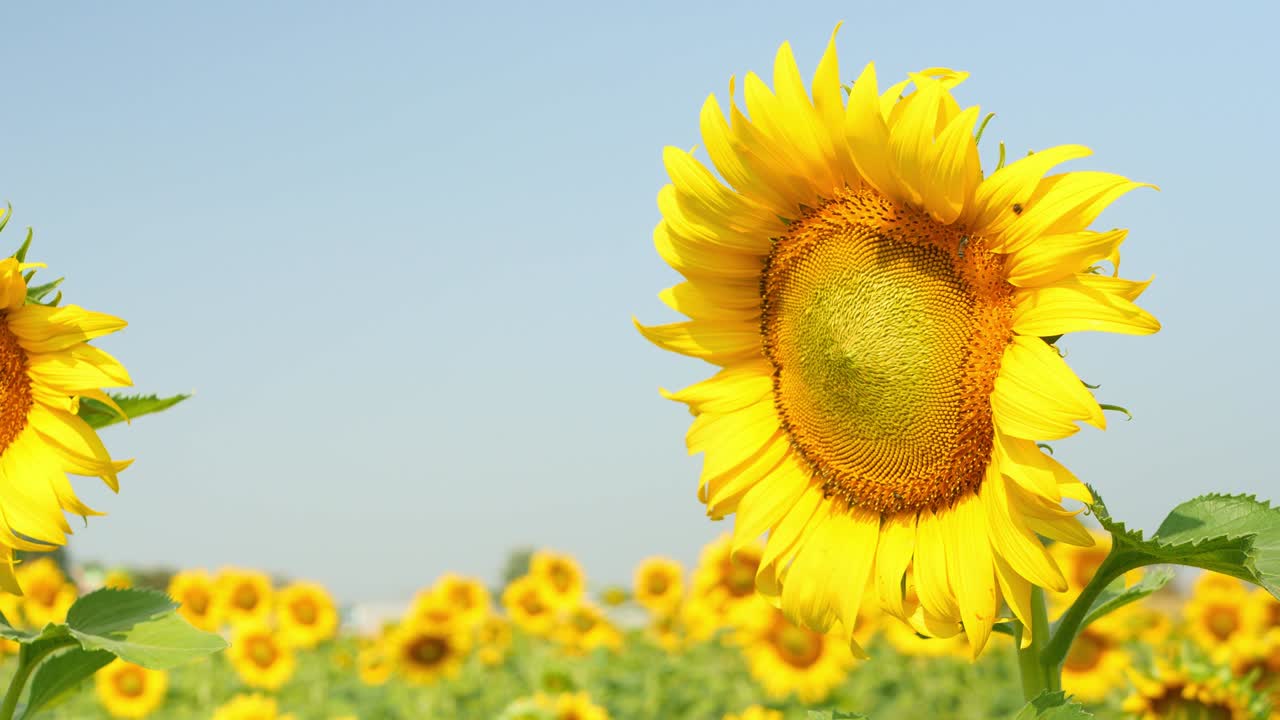 доброе утро, подсолнечник. красочное видео подсолнечника на фоне голубого неба.