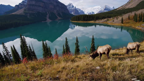 majestic mountain lakes with elk and wildlife