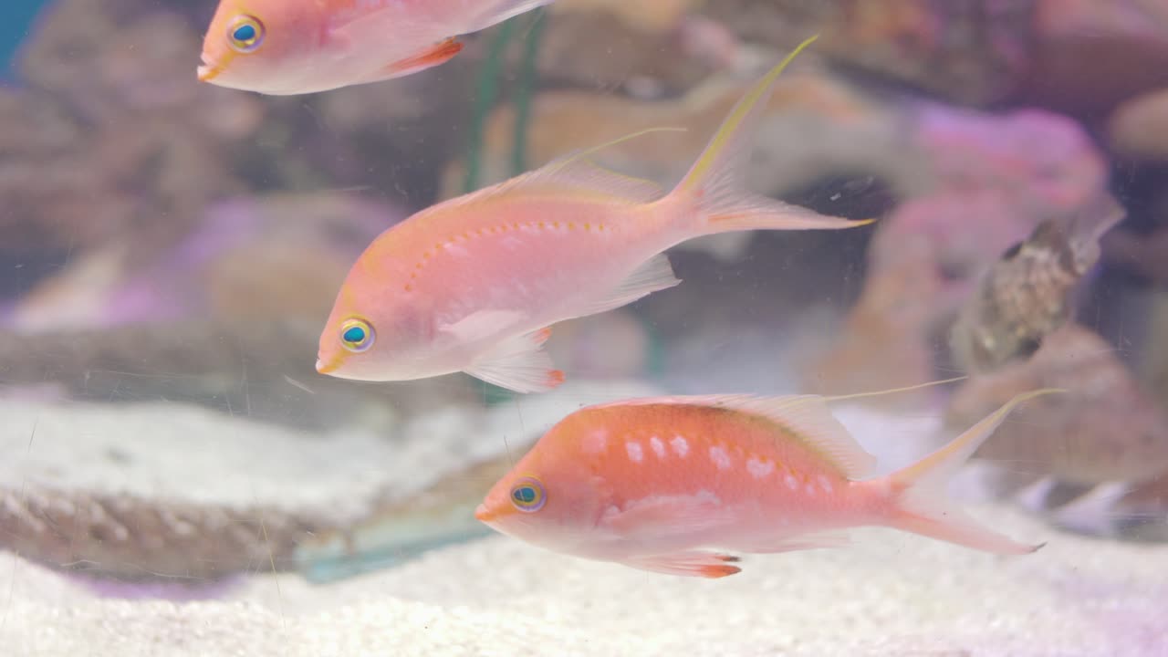 cherry anthias alias sakura anthias nadando dentro del acuario de cristal en numazu, japón