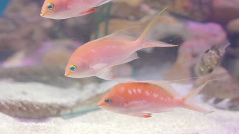 Cherry-Anthias,-También-Conocida-Como-Sakura-Anthias,-Nadando-Dentro-Del-Acuario-De-Cristal-En-Numazu,-Japón