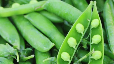 fresh green peas pods rotation close up. peas background. loop motion