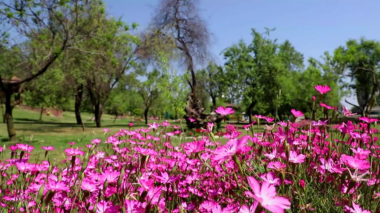 Kashmir Badamwari Garden Is One Of The Beautiful Gardens Located In  Srinagar Free Stock Video Footage Download Clips