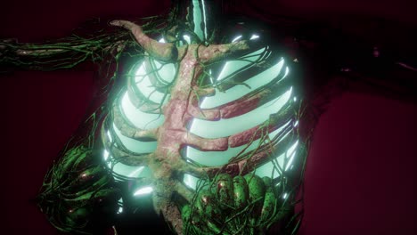 cuerpo humano con pulmones visibles