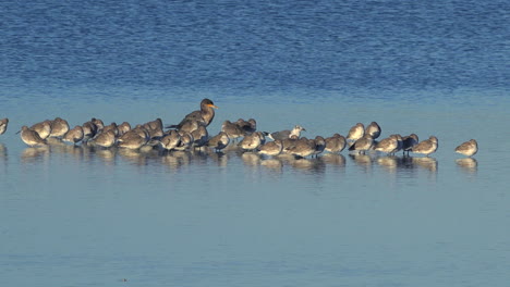 Vögel-Waten-In-Goldenem-Licht-Entlang-Der-Küste-Von-Florida