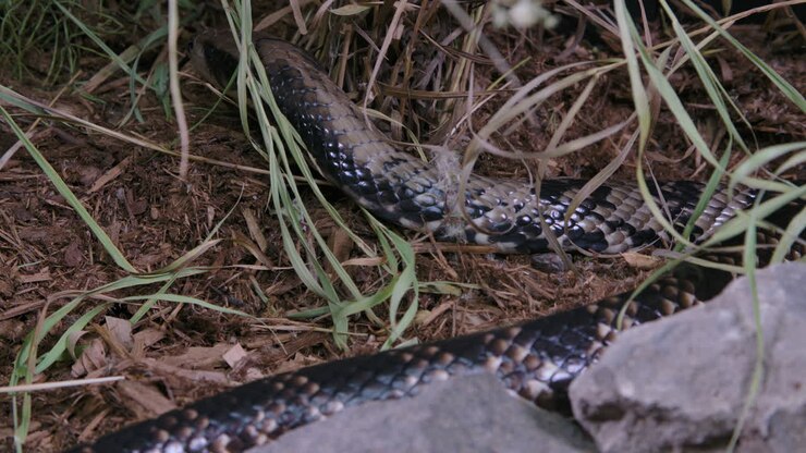 Falso cobra d'acqua che spiega il cappuccio per assomigliare a un cobra