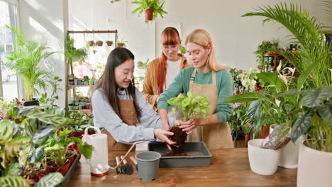 women repotting a plant in a floral shop