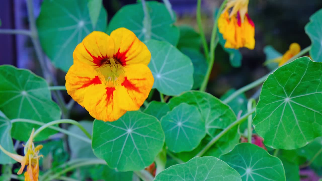 주황색, 빨간색 및 노란색 nasturtium 꽃, 매크로 가까이