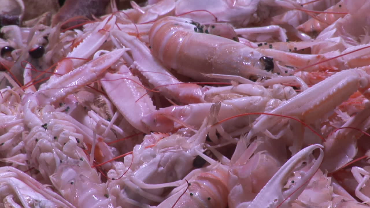 스 ⁇  영상 시장