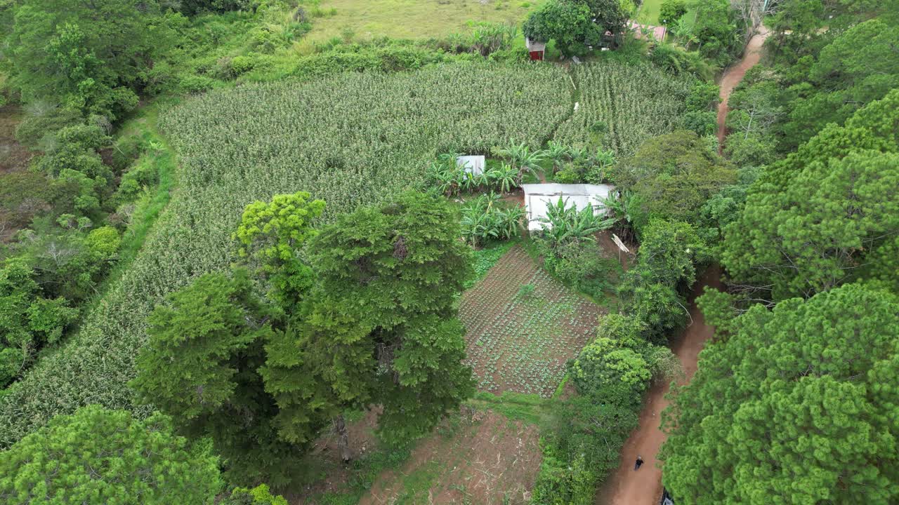 Aerial view of cornfield and rural houses surrounded by tropical forest in Honduras, traditional farming and sustainable rural development