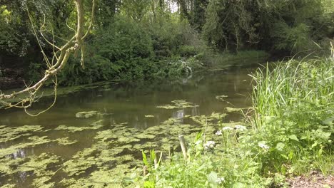 Canal-De-Oakham-Cerca-De-La-Pequeña-Ciudad-Comercial-De-Oakham-En-El-Condado-Más-Pequeño-De-Rutland-En-Inglaterra,-Reino-Unido