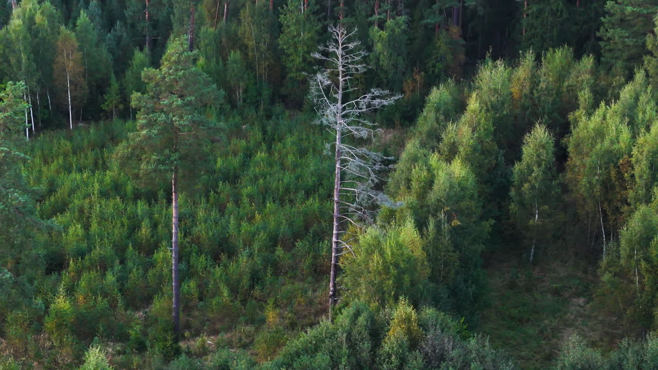 Aerial view of a dense green forest with a lone dead tree in Aizpute, Latvia.