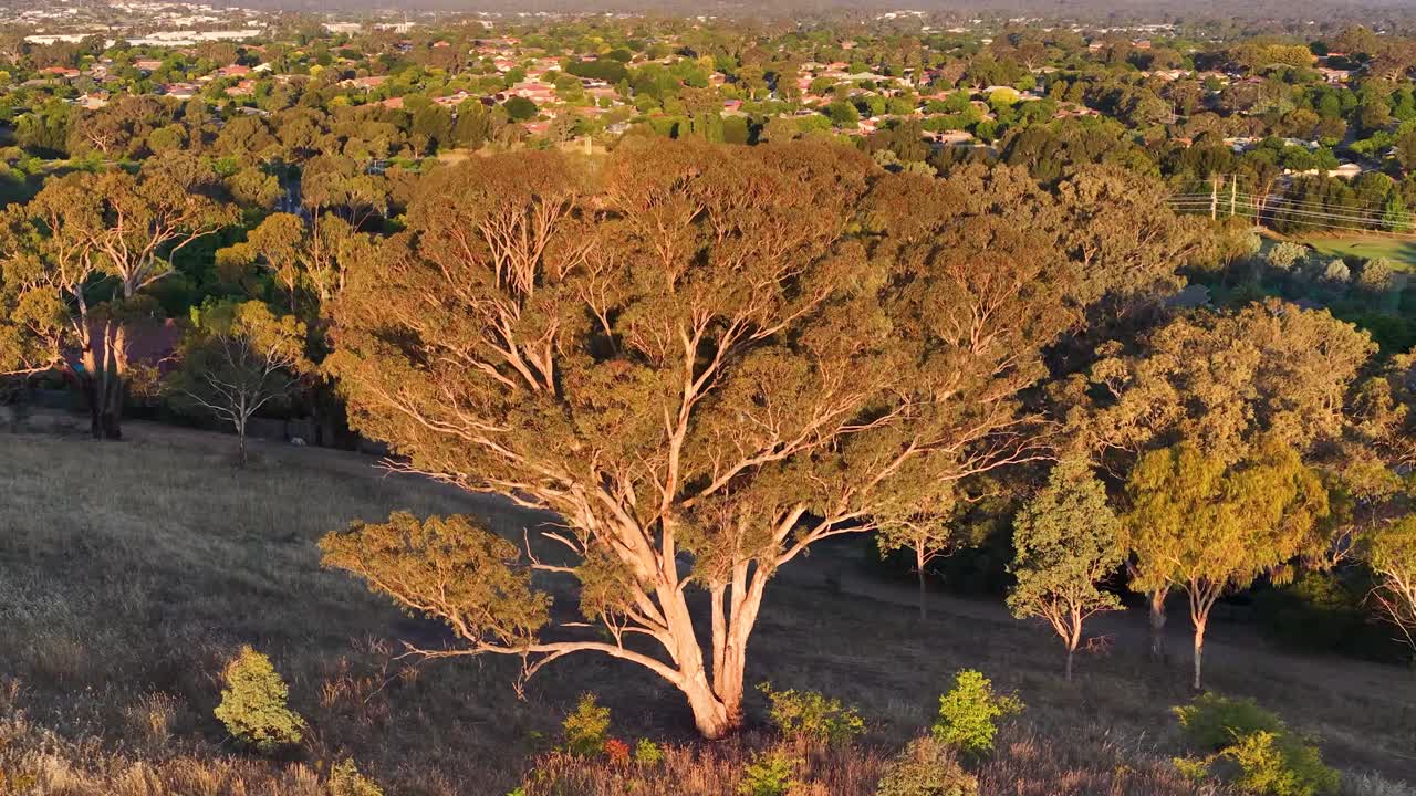 Ripresa aerea di un grande albero di eucalipto illuminato dalla luce dell'ora d'oro sul paesaggio suburbano di Canberra