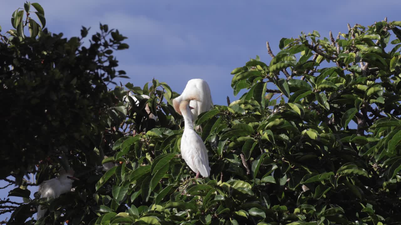 pájaros blancos posados en un árbol, de pie en ramas verdes, establecidos en el ambiente al aire libre sereno