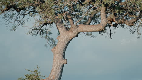 tree in a natural environment