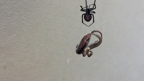 la peligrosa araña de espalda roja australiana se come un lagarto atrapado en su red