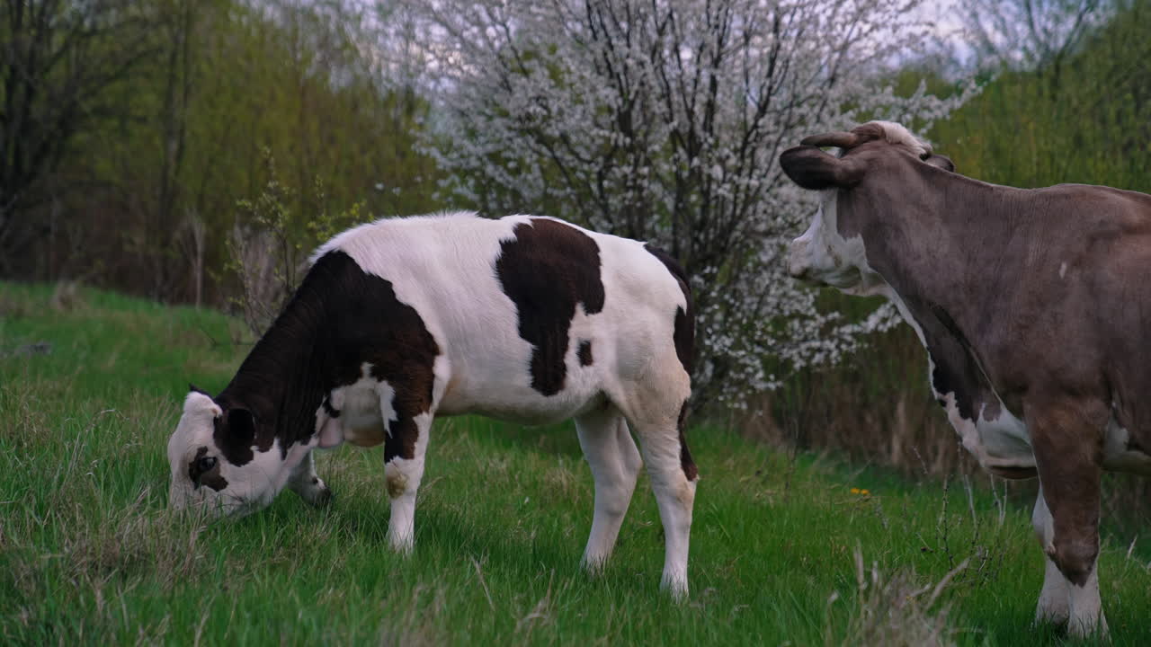 Cows in meadow chewing grass. Cattle cow chewing grass of field