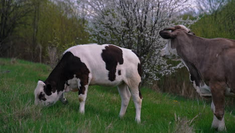 cows in meadow chewing grass. cattle cow chewing grass of field