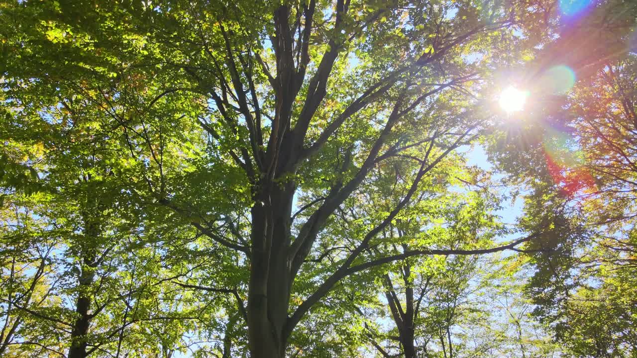 зелёный лес с пышными деревьями на восхождении осеннего солнца. удивительная дикая лесная местность в солнечный день. концепция охраны окружающей среды и природы